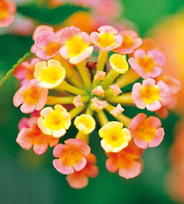 花語 馬櫻丹 祈明老師的 花 世界 痞客邦 花語 馬櫻丹 祈明老師的 花 世界 痞客邦