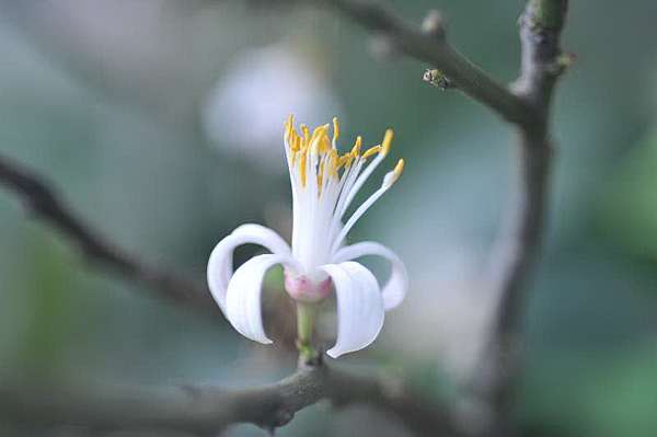 花語 檸檬花 祈明老師的 花 世界 痞客邦 花語 檸檬花 祈明老師的 花 世界 痞客邦