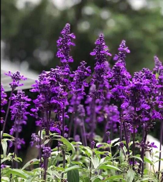 1179203798.jpg 1179203798.jpg