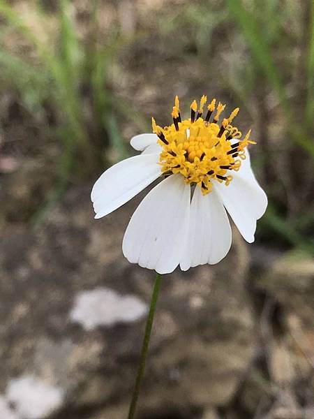 咸豐草-1.jpg 咸豐草-1.jpg