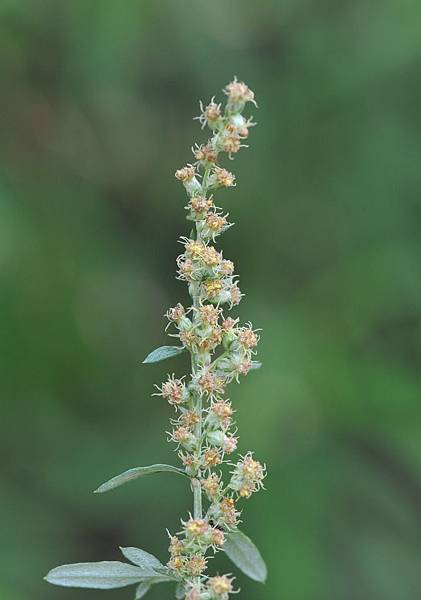 花語 艾草花 祈明老師的 花 世界 痞客邦