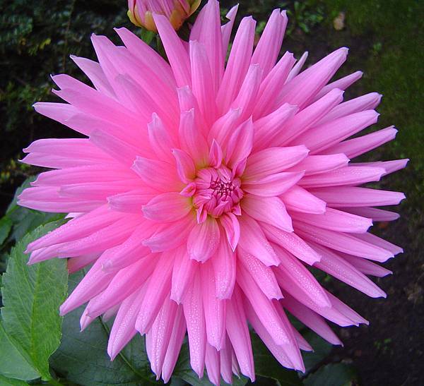 gift-from-mother-earth-1316578.jpg gift-from-mother-earth-1316578.jpg