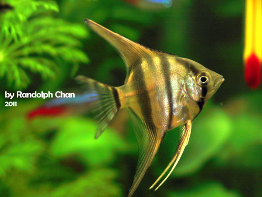 斑馬神仙魚