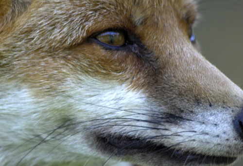 Renard09652.jpg