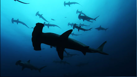 sharkwater.jpg sharkwater.jpg