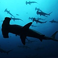 sharkwater.jpg