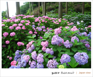 張豬 梅雨 紫陽花 痞客邦