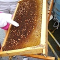 養蜂人家