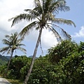 搖曳生姿的椰子樹
