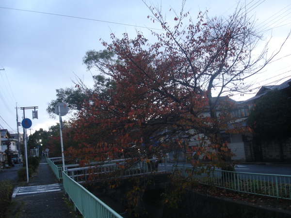 DSC07397.JPG DSC07397.JPG