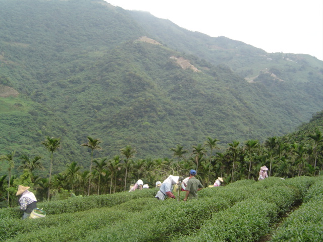 太峰高山茶