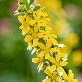 RX-DK-LGC12401_agrimony_s3x4_lg