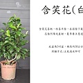 含笑白花.jpg