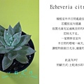 Echeveria citrina 黃石蓮.jpg