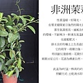 非洲茉莉.jpg