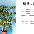 海南菜豆樹，進財樹.jpg