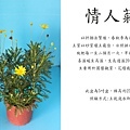 情人菊.jpg