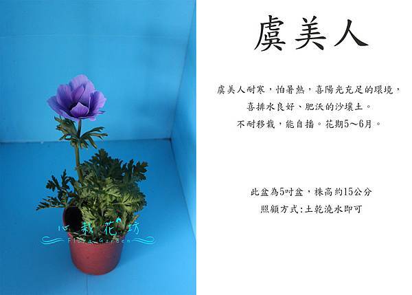 虞美人，白頭翁，麗春花.jpg