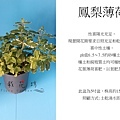 鳳梨薄荷，花葉薄荷.jpg