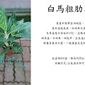 白馬粗肋草.jpg