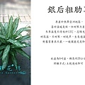 銀后粗肋草.jpg