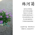 絲河菊，鵝河菊，絲葉鵝河菊.jpg