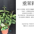 垂茉莉，白玉蝴蝶，白玉蝶，玉蝶花.jpg