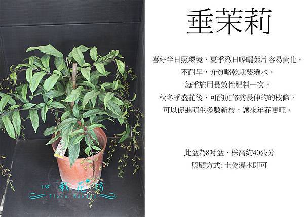 垂茉莉，白玉蝴蝶，白玉蝶，玉蝶花(8吋).jpg