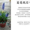 葡萄風信子，紫花小叮噹.jpg