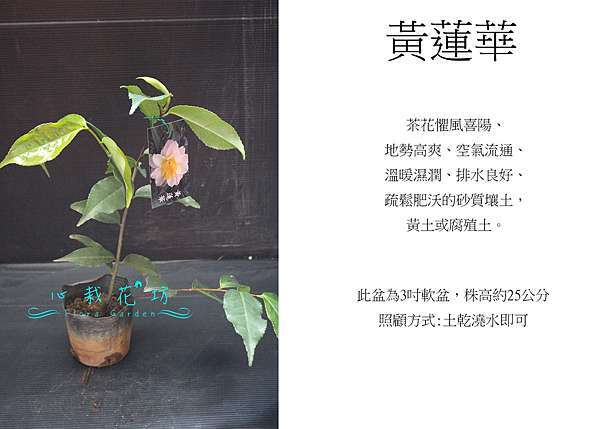 心栽花坊 黃蓮華 茶花 茶花苗 小品 售價60特價50 心栽花坊 痞客邦 心栽花坊 黃蓮華 茶花 茶花苗 小品 售價60特價50 心栽花坊 痞客邦