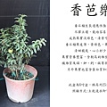 香芭樂，迷你芭樂，一口芭樂.jpg