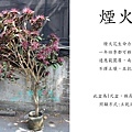 煙火花大.jpg