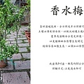 香水梅，水梅花，水茉莉中.jpg