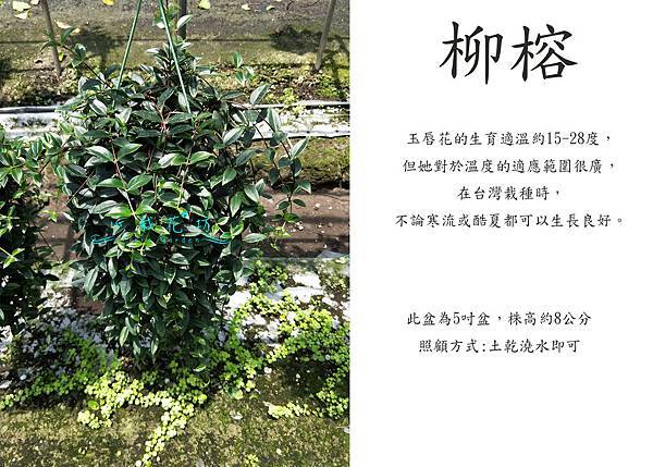 柳榕，玉唇花.jpg