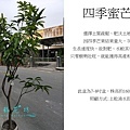 四季蜜芒果中大.jpg