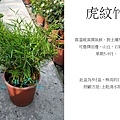 虎紋竹，虎斑竹，虎紋芒，虎斑公主.jpg