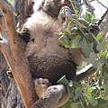 koala (16).JPG