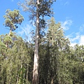 Mt Field National Park (2).jpg