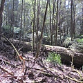 Mt Field National Park (4).jpg