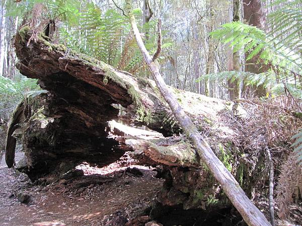 Mt Field National Park (8).jpg