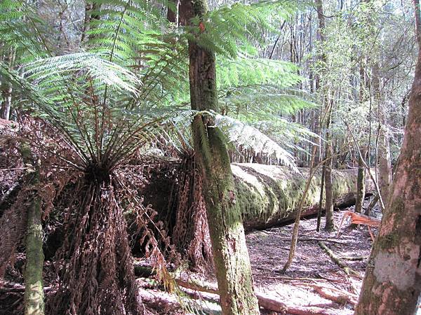 Mt Field National Park (9).jpg