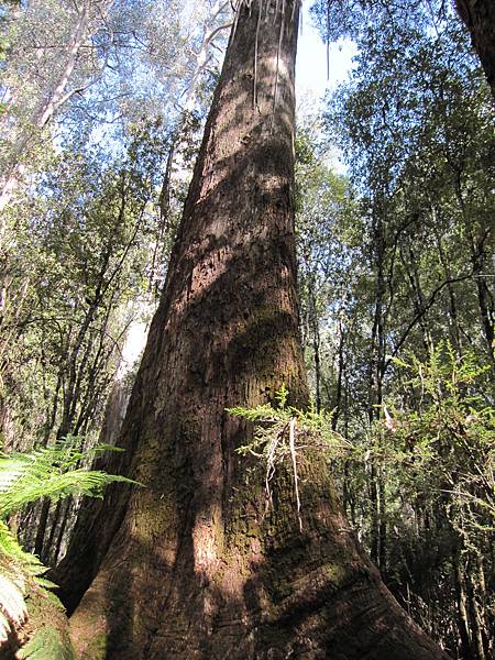 Mt Field National Park (20).jpg