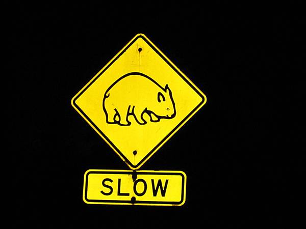 wombat  s.jpg