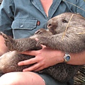 Wombats (5).JPG