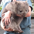 Wombats.JPG