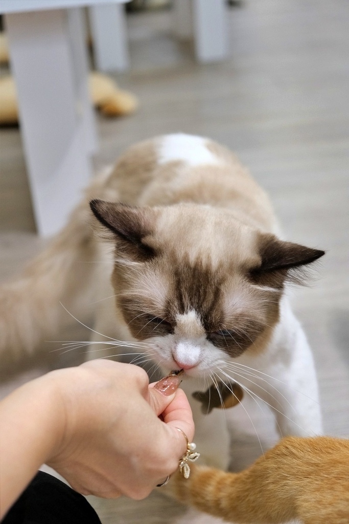 台南貓咪餐廳「財閥家的公子貓」撸貓天堂！享受被貓咪們包圍，環