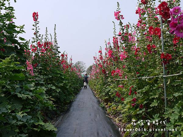 彰化田中2017蜀葵花海藝術節 (26).jpg