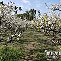 豐原公老坪李花 (14).jpg