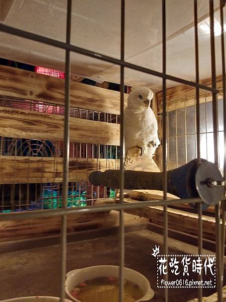 淺草-owl cafe (5).jpg