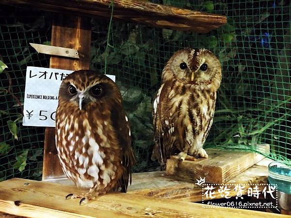 淺草-owl cafe (7).jpg